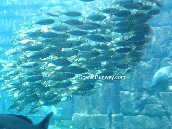 Marine life in The Dig